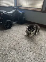 Puppy 2, a male Siberian Husky for sale in Whitewright, TX – 7 of 8
