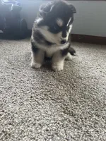 puppy 3, a female Siberian Husky for sale in Whitewright, TX – 6 of 10