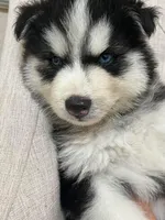 Puppy 1, a male Siberian Husky for sale in Whitewright, TX – Photo 2 of 2