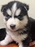 Puppy 1, a male Siberian Husky for sale in Whitewright, TX – Photo 1 of 2