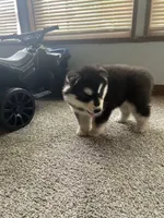 puppy 3, a female Siberian Husky for sale in Whitewright, TX – 5 of 10
