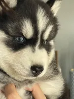 Puppy 1, a male Siberian Husky for sale in Whitewright, TX – 3 of 9