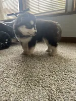 puppy 3, a female Siberian Husky for sale in Whitewright, TX – 7 of 10