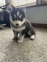 Puppy 1, a male Siberian Husky for sale in Whitewright, TX – 1 of 9