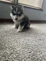 Puppy 2, a male Siberian Husky for sale in Whitewright, TX – 6 of 8