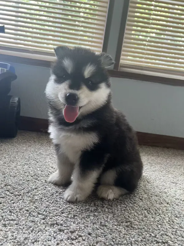 puppy 3 – Siberian Husky puppy for sale in Whitewright, TX