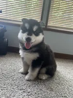 puppy 3, a female Siberian Husky for sale in Whitewright, TX – 1 of 10