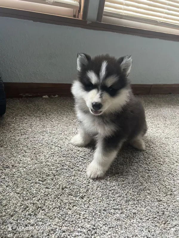 Puppy 2 – Siberian Husky puppy for sale in Whitewright, TX