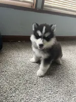 Puppy 2, a male Siberian Husky for sale in Whitewright, TX – 1 of 8
