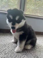 puppy 3, a female Siberian Husky for sale in Whitewright, TX – 8 of 10
