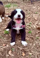 Panda , a female Australian Shepherd and Bernedoodle for sale in Dallas, GA – Photo 1 of 3