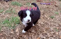 Panda , a female Australian Shepherd and Bernedoodle for sale in Dallas, GA – Photo 3 of 3