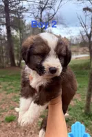 Star, a male Australian Shepherd and Bernedoodle for sale in Dallas, GA – Photo 3 of 4
