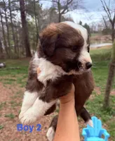 Star, a male Australian Shepherd and Bernedoodle for sale in Dallas, GA – Photo 1 of 4