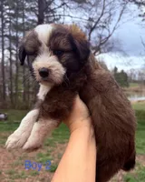 Star, a male Australian Shepherd and Bernedoodle for sale in Dallas, GA – Photo 2 of 4