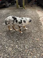 Baby, a female Australian Shepherd for sale in Dallas, GA – Photo 3 of 3