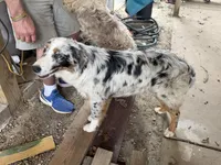 Baby, a female Australian Shepherd for sale in Dallas, GA – Photo 2 of 3