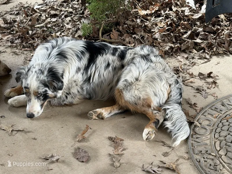 Baby – Australian Shepherd puppy for sale in Dallas, GA