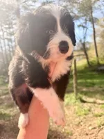 Tiny, a female Australian Shepherd and Bernedoodle for sale in Dallas, GA – Photo 3 of 6