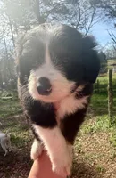 Tiny, a female Australian Shepherd and Bernedoodle for sale in Dallas, GA – Photo 2 of 6
