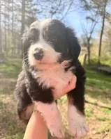 Tiny, a female Australian Shepherd and Bernedoodle for sale in Dallas, GA – Photo 5 of 6
