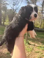 Tiny, a female Australian Shepherd and Bernedoodle for sale in Dallas, GA – Photo 4 of 6
