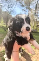Tiny, a female Australian Shepherd and Bernedoodle for sale in Dallas, GA – Photo 6 of 6