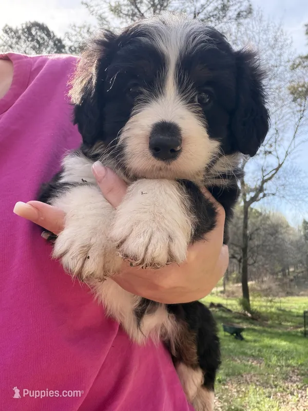 Tiny – Australian Shepherd, Bernedoodle puppy for sale in Dallas, GA