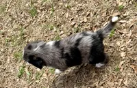 Buddy, a male Australian Shepherd and Bernedoodle for sale in Dallas, GA – Photo 6 of 6
