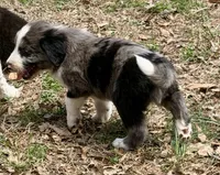 Buddy, a male Australian Shepherd and Bernedoodle for sale in Dallas, GA – Photo 2 of 6