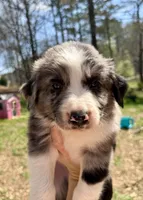 Buddy, a male Australian Shepherd and Bernedoodle for sale in Dallas, GA – Photo 1 of 6