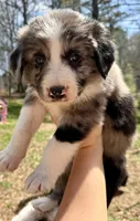 Buddy, a male Australian Shepherd and Bernedoodle for sale in Dallas, GA – Photo 5 of 6