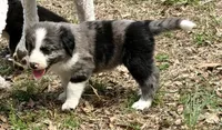 Buddy, a male Australian Shepherd and Bernedoodle for sale in Dallas, GA – Photo 4 of 6