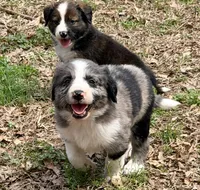 Buddy, a male Australian Shepherd and Bernedoodle for sale in Dallas, GA – Photo 3 of 6