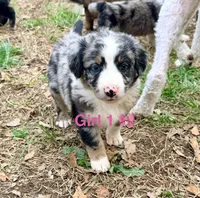 Stella , a female Australian Shepherd and Bernedoodle for sale in Dallas, GA – Photo 2 of 6