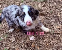 Stella , a female Australian Shepherd and Bernedoodle for sale in Dallas, GA – Photo 4 of 6