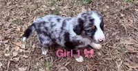 Stella , a female Australian Shepherd and Bernedoodle for sale in Dallas, GA – Photo 3 of 6