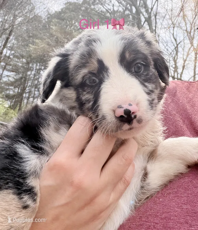 Stella  – Australian Shepherd, Bernedoodle puppy for sale in Dallas, GA