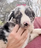 Stella , a female Australian Shepherd and Bernedoodle for sale in Dallas, GA – Photo 1 of 6