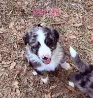 Stella , a female Australian Shepherd and Bernedoodle for sale in Dallas, GA – Photo 6 of 6