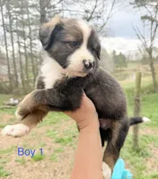 Blake, a male Australian Shepherd and Bernedoodle for sale in Dallas, GA – Photo 1 of 4