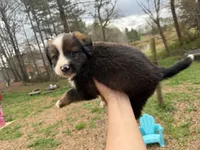 Blake, a male Australian Shepherd and Bernedoodle for sale in Dallas, GA – Photo 3 of 4