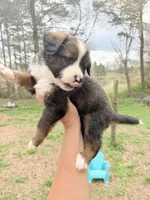 Blake, a male Australian Shepherd and Bernedoodle for sale in Dallas, GA – Photo 4 of 4