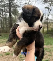 Blake, a male Australian Shepherd and Bernedoodle for sale in Dallas, GA – Photo 2 of 4