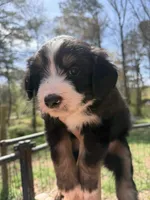 Bear, a male Australian Shepherd and Bernedoodle for sale in Dallas, GA – Photo 2 of 4