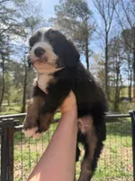 Bear, a male Australian Shepherd and Bernedoodle for sale in Dallas, GA – Photo 4 of 4