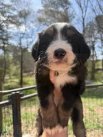 Bear, a male Australian Shepherd and Bernedoodle for sale in Dallas, GA – Photo 1 of 4
