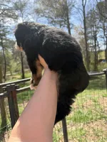 Bear, a male Australian Shepherd and Bernedoodle for sale in Dallas, GA – Photo 3 of 4