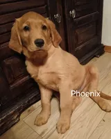 Phoenix , a male Golden Retriever for sale in Rapid River, MI – Photo 3 of 7