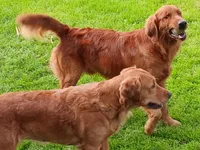 Phoenix , a male Golden Retriever for sale in Rapid River, MI – Photo 7 of 7